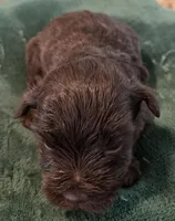 Chocolate Boy , a male Miniature Schnauzer for sale in Fayetteville, NC – Photo 5 of 5