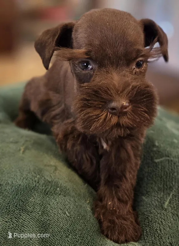 Chocolate Boy  – Miniature Schnauzer puppy for sale in Fayetteville, NC