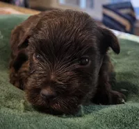 Chocolate Boy , a male Miniature Schnauzer for sale in Fayetteville, NC – Photo 2 of 5