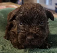 Chocolate Boy , a male Miniature Schnauzer for sale in Fayetteville, NC – Photo 3 of 5