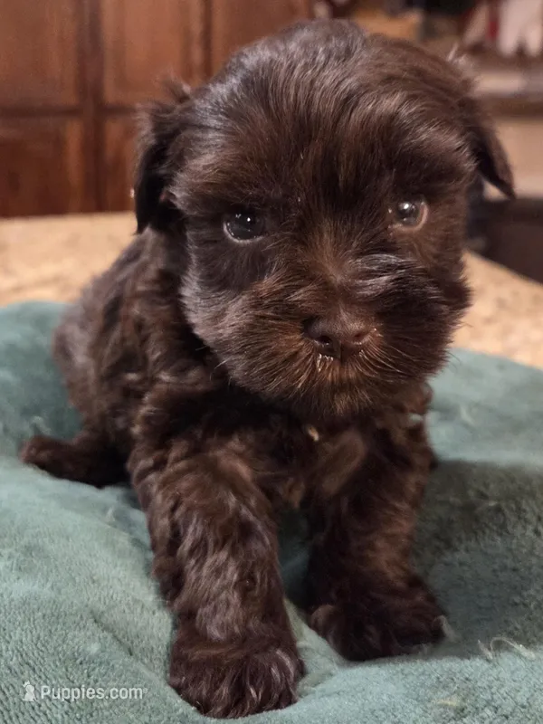 Chocolate Boy  – Miniature Schnauzer puppy for sale in Fayetteville, NC