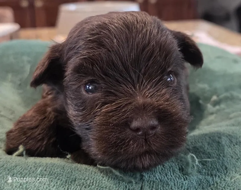 Chocolate Boy  – Miniature Schnauzer puppy for sale in Fayetteville, NC