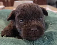 Chocolate Boy , a male Miniature Schnauzer for sale in Fayetteville, NC – Photo 1 of 5