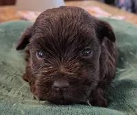 Chocolate Boy , a male Miniature Schnauzer for sale in Fayetteville, NC – Photo 4 of 5
