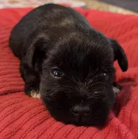 Black Girl , a female Miniature Schnauzer for sale in Fayetteville, NC – Photo 3 of 6