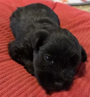 Black Girl , a female Miniature Schnauzer for sale in Fayetteville, NC – Photo 6 of 6