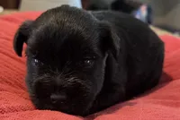 Black Girl , a female Miniature Schnauzer for sale in Fayetteville, NC – Photo 1 of 6