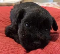 Black Girl , a female Miniature Schnauzer for sale in Fayetteville, NC – Photo 4 of 6