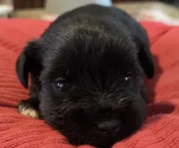 Black Girl , a female Miniature Schnauzer for sale in Fayetteville, NC – Photo 2 of 6