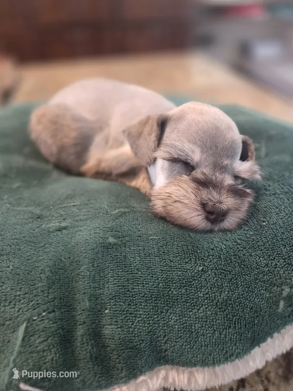 Chocolate pepper boy – Miniature Schnauzer puppy for sale in Fayetteville, NC