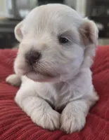 Big white Girl , a female Miniature Schnauzer for sale in Fayetteville, NC – 6 of 9