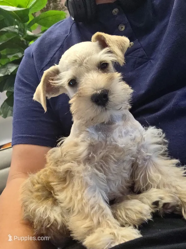 Rosie's Boy  – Miniature Schnauzer puppy for sale in Fayetteville, NC