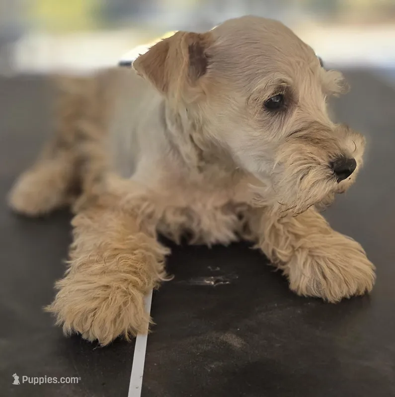 Rosie's Boy  – Miniature Schnauzer puppy for sale in Fayetteville, NC