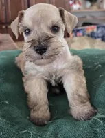 Rosie's Boy , a male Miniature Schnauzer for sale in Fayetteville, NC – Photo 2 of 5