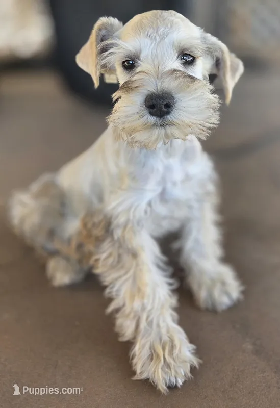Rosie's Boy  – Miniature Schnauzer puppy for sale in Fayetteville, NC