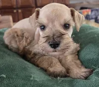 Rosie's Boy , a male Miniature Schnauzer for sale in Fayetteville, NC – Photo 5 of 5