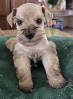 Rosie's Boy , a male Miniature Schnauzer for sale in Fayetteville, NC – Photo 1 of 5