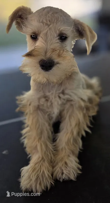 Rosie's Boy  – Miniature Schnauzer puppy for sale in Fayetteville, NC