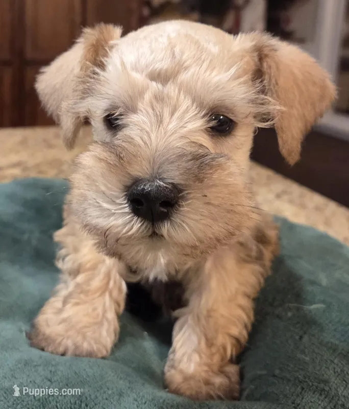 Rosie's Boy  – Miniature Schnauzer puppy for sale in Fayetteville, NC