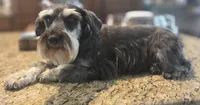 Pepita, a female Miniature Schnauzer for sale in Fayetteville, NC – 7 of 10