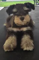 Chocolate & Tan girl , a female Miniature Schnauzer for sale in Fayetteville, NC – 3 of 10