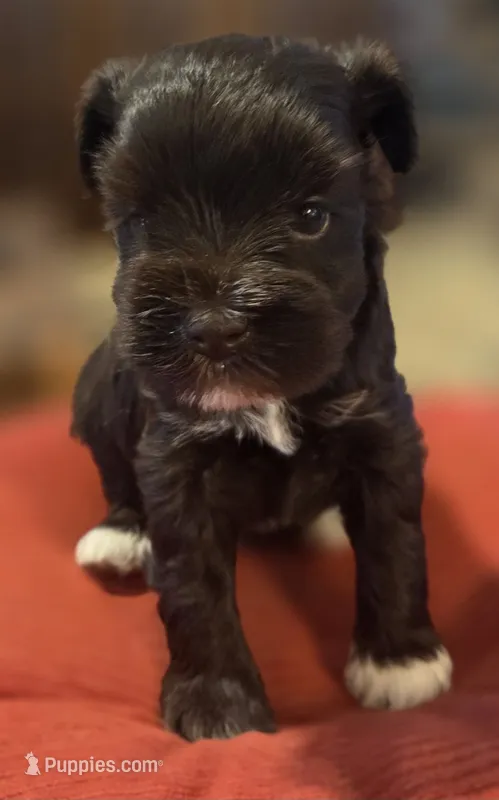 Chocolate girl  – Miniature Schnauzer puppy for sale in Fayetteville, NC