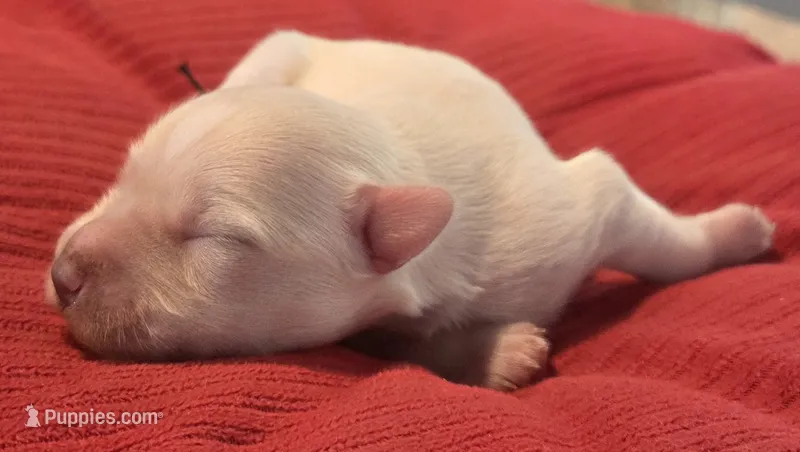 White Girl – Miniature Schnauzer puppy for sale in Fayetteville, NC