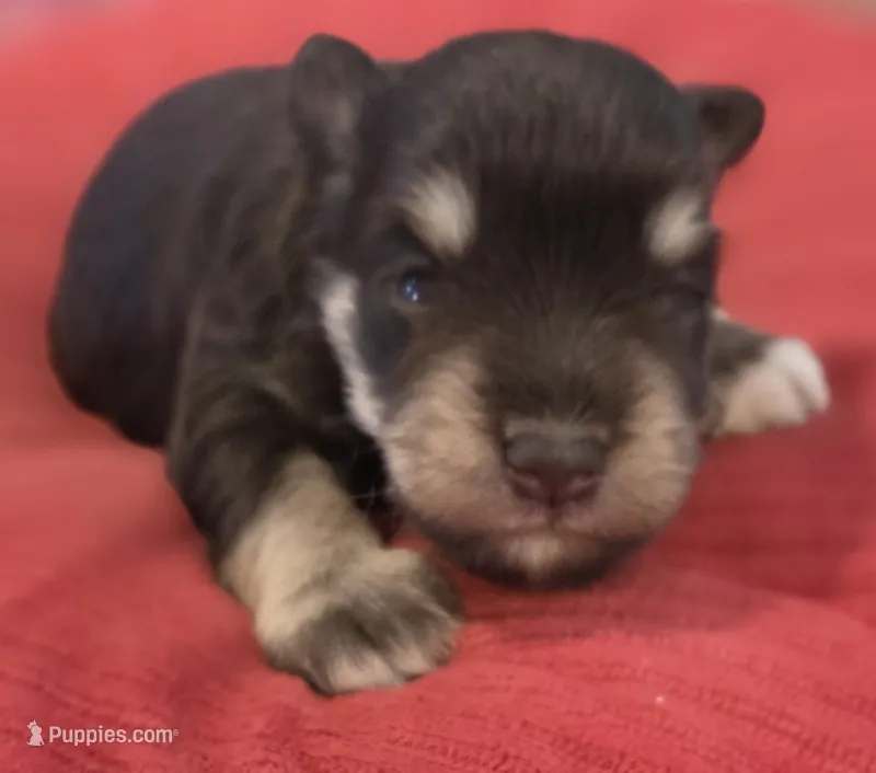 Liver&Tan Girl 1 – Miniature Schnauzer puppy for sale in Fayetteville, NC