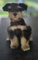 Chocolate & Tan girl , a female Miniature Schnauzer for sale in Fayetteville, NC – 10 of 10