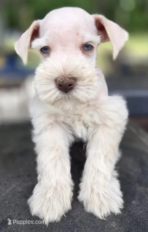 White boy brown nose blue eyes  – Miniature Schnauzer puppy for sale in Fayetteville, NC