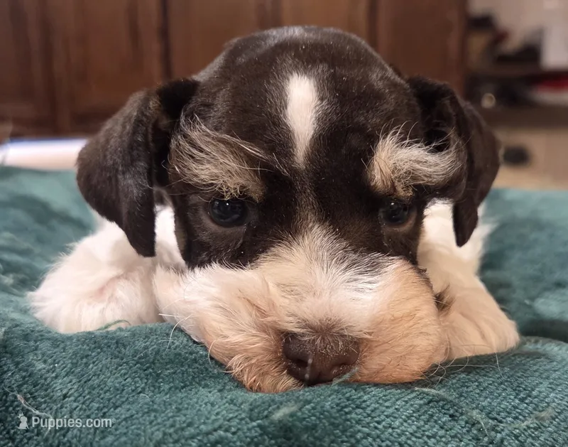 Rosie's Boy  BP – Miniature Schnauzer puppy for sale in Fayetteville, NC