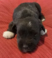 Chocolate Boots Girl , a female Miniature Schnauzer for sale in Fayetteville, NC – Photo 2 of 7