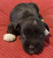 Chocolate Boots Girl , a female Miniature Schnauzer for sale in Fayetteville, NC – Photo 4 of 7