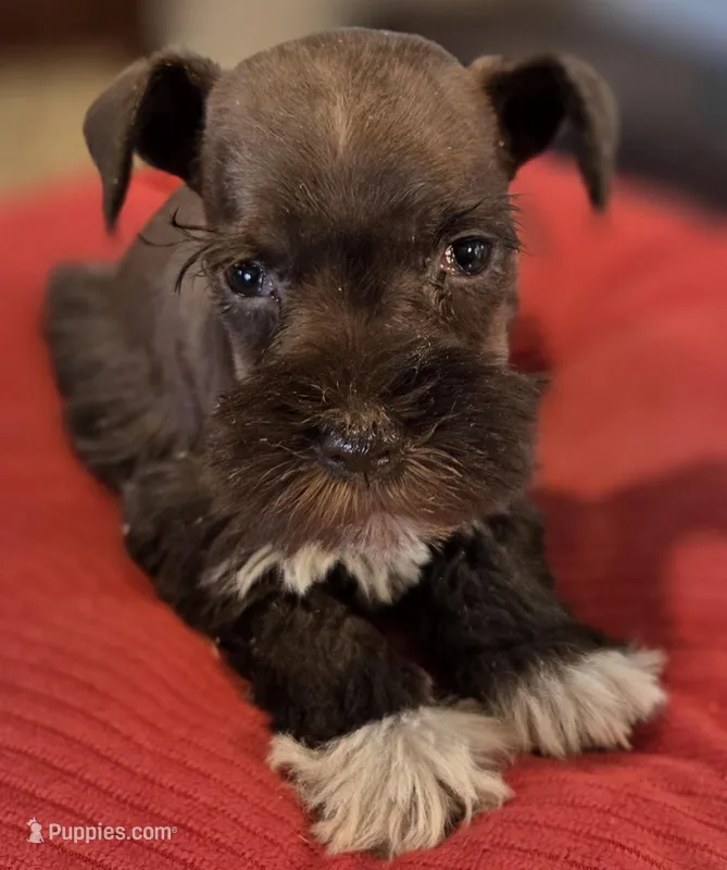 Chocolate Boots Girl  – Miniature Schnauzer puppy for sale in Fayetteville, NC