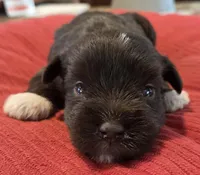 Chocolate Boots Girl , a female Miniature Schnauzer for sale in Fayetteville, NC – Photo 3 of 7