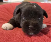 Chocolate Boots Girl , a female Miniature Schnauzer for sale in Fayetteville, NC – Photo 6 of 7