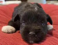 Chocolate Boots Girl , a female Miniature Schnauzer for sale in Fayetteville, NC – Photo 1 of 7