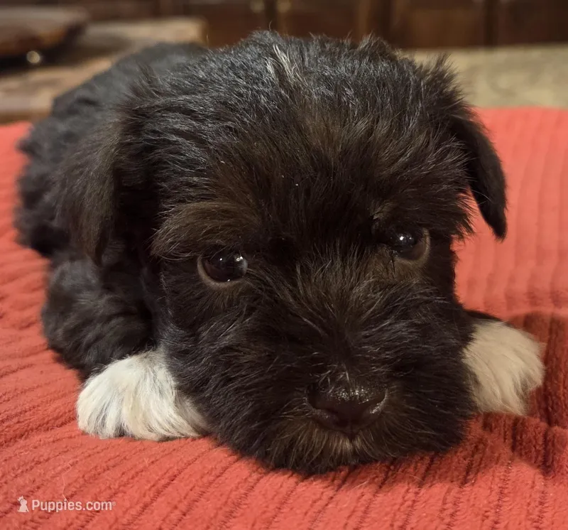 Chocolate Boots Girl  – Miniature Schnauzer puppy for sale in Fayetteville, NC