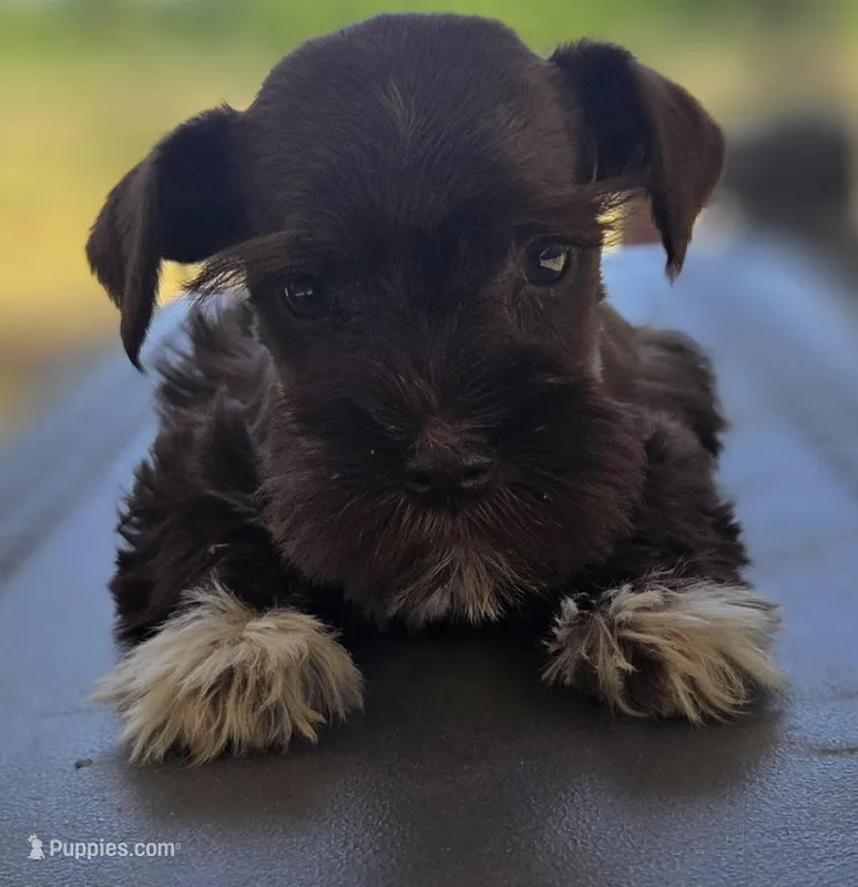 Chocolate Boots Girl  – Miniature Schnauzer puppy for sale in Fayetteville, NC