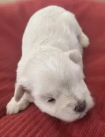 Little White Girl , a female Miniature Schnauzer for sale in Fayetteville, NC – 8 of 10