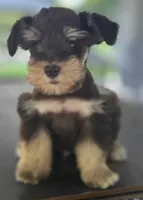 Chocolate & Tan girl , a female Miniature Schnauzer for sale in Fayetteville, NC – 9 of 10