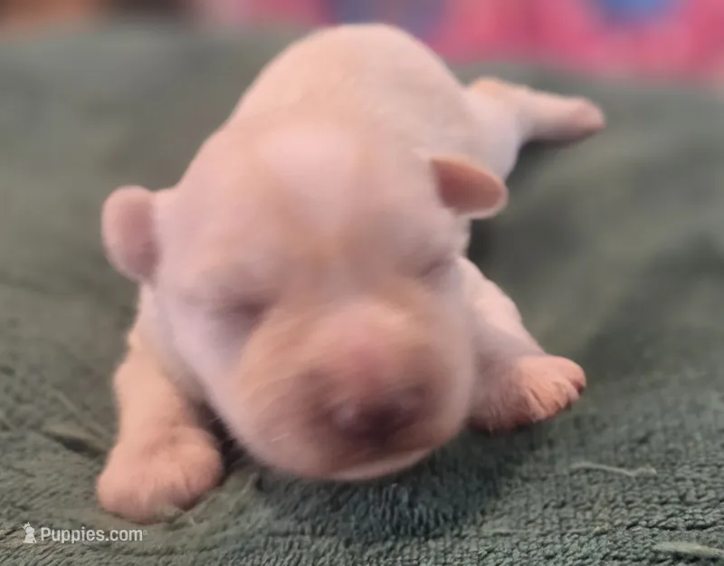 White Boy.  – Miniature Schnauzer puppy for sale in Fayetteville, NC