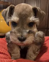 Rosie's girl Red/Sable Pepper , a female Miniature Schnauzer for sale in Fayetteville, NC – 4 of 9
