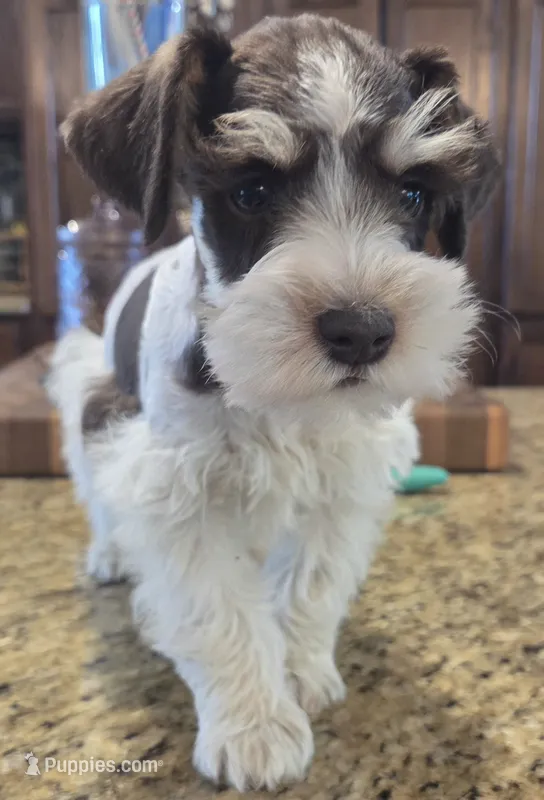 Rosie's Boy LP – Miniature Schnauzer puppy for sale in Fayetteville, NC