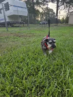 Pepita, a female Miniature Schnauzer for sale in Fayetteville, NC – 8 of 10