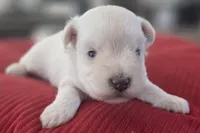 Big white Girl , a female Miniature Schnauzer for sale in Fayetteville, NC – 5 of 9