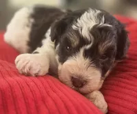 Rosie's Boy  BP, a male Miniature Schnauzer for sale in Fayetteville, NC – 8 of 10