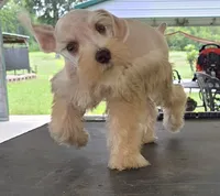 Discounts available to motivated buyers , a male Miniature Schnauzer for sale in Fayetteville, NC – 7 of 9