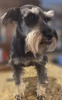 Pepita, a female Miniature Schnauzer for sale in Fayetteville, NC – 7 of 10
