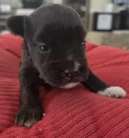 Chocolate girl , a female Miniature Schnauzer for sale in Fayetteville, NC – 5 of 10
